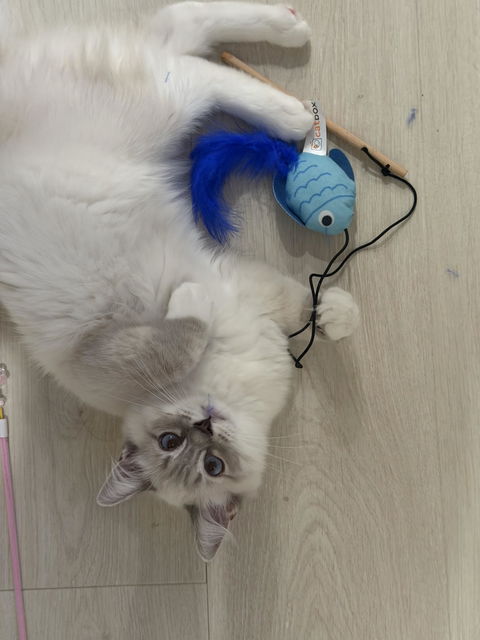 catbox