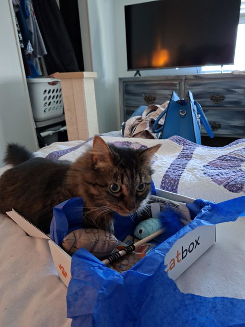 catbox