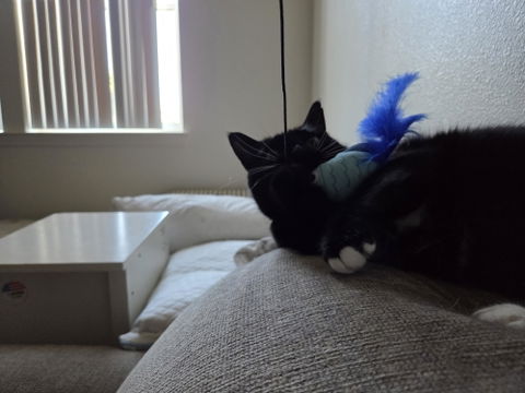 catbox