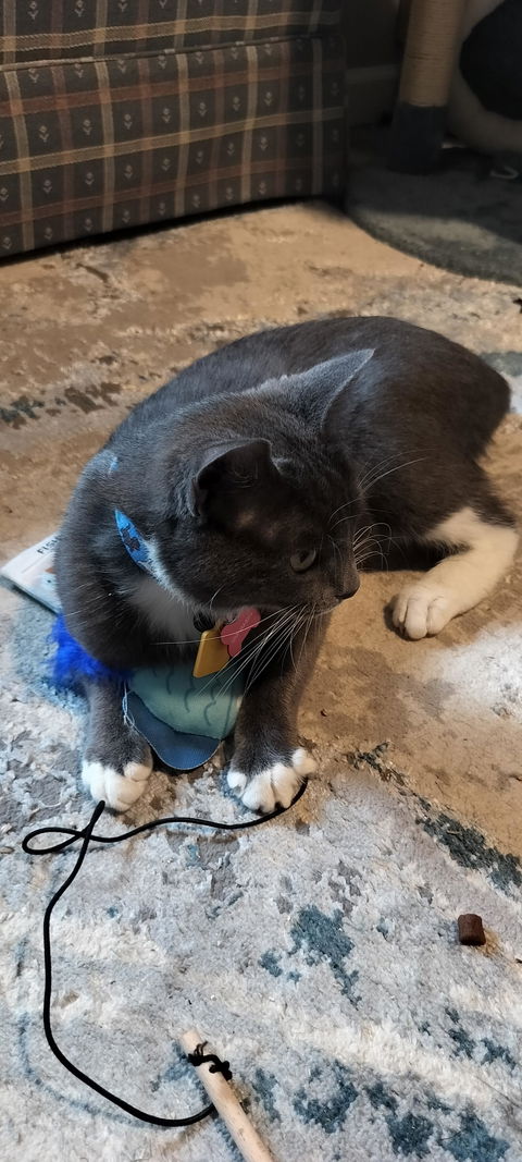 catbox