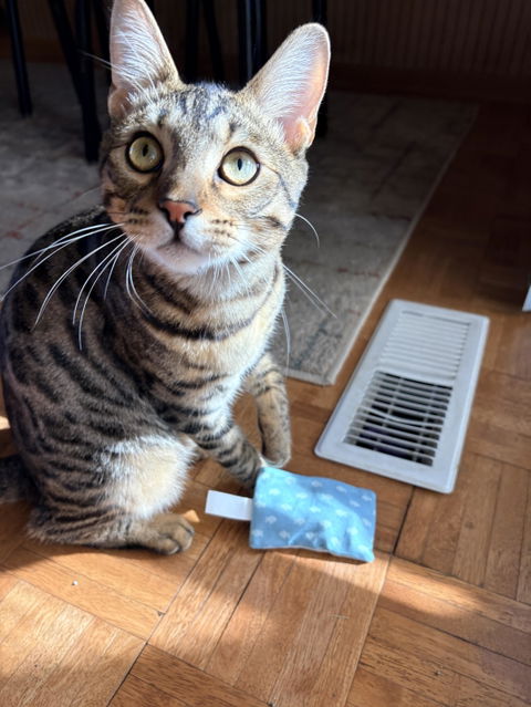catbox