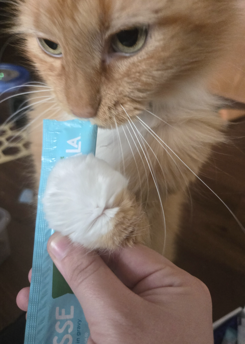 catbox