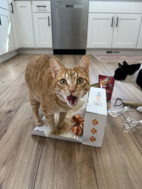 catbox