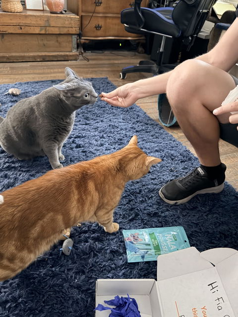 catbox