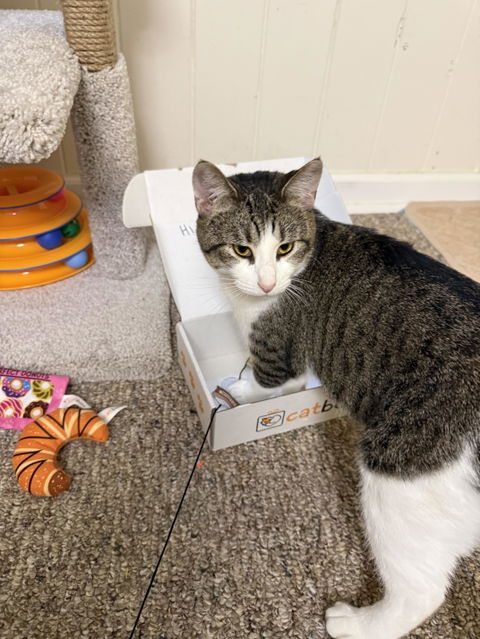 catbox
