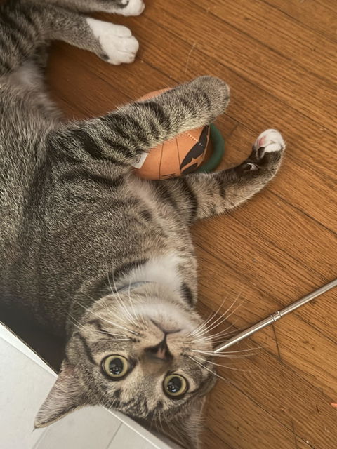 catbox