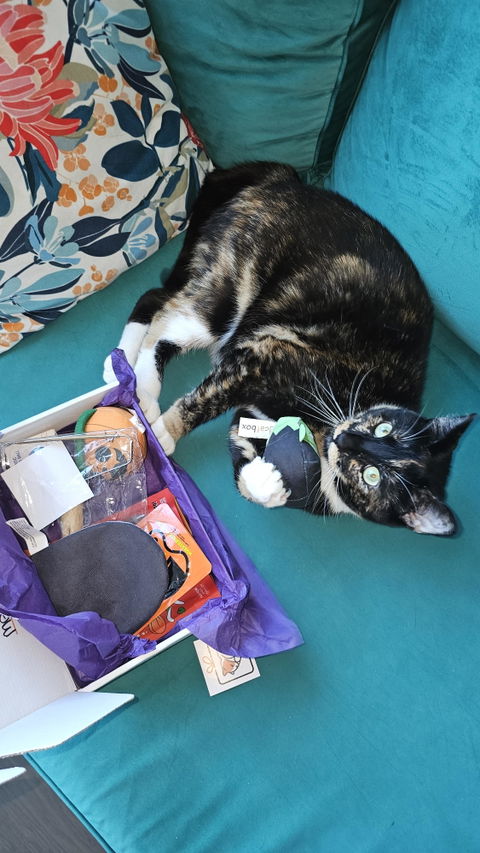 catbox