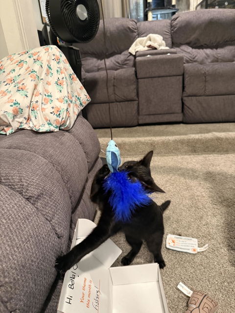 catbox