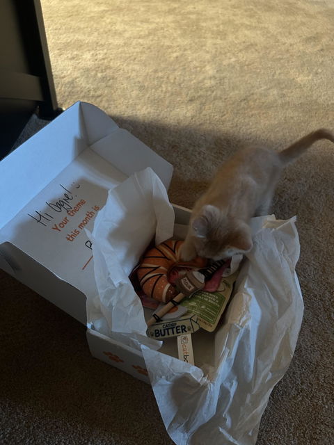catbox