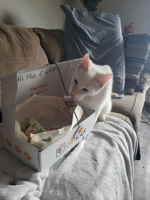 catbox