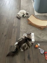 Peanut and Birdie Preston review photo