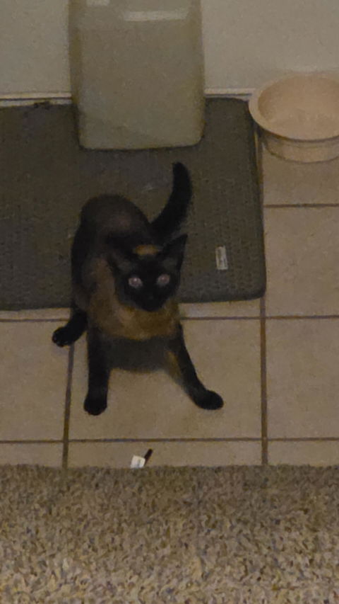 catbox