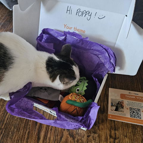 catbox