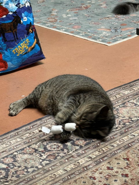 catbox