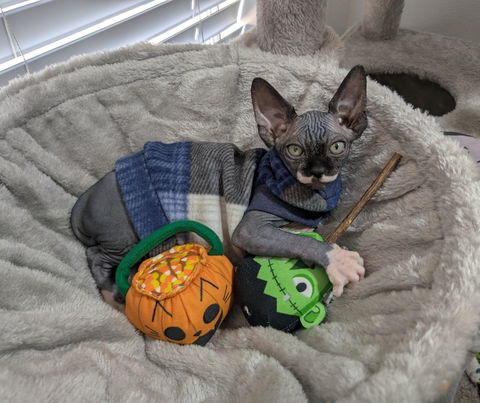 catbox