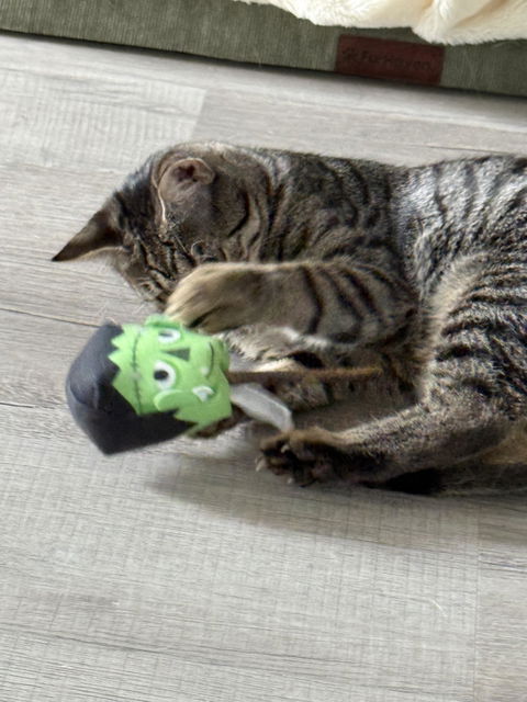 catbox
