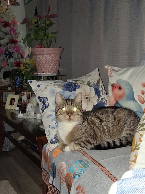 catbox