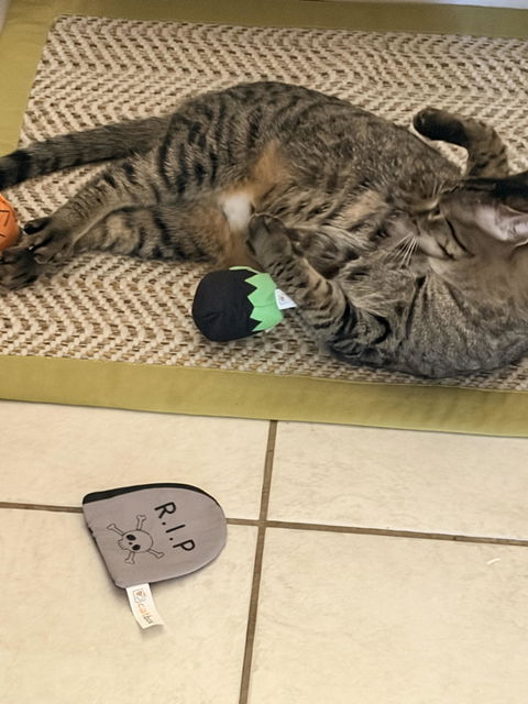 catbox