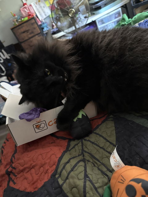 catbox