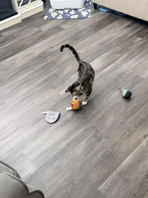 catbox