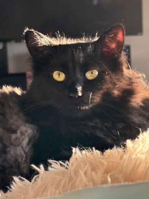 catbox