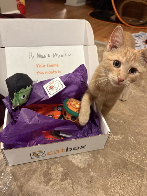 catbox