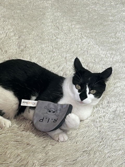 catbox
