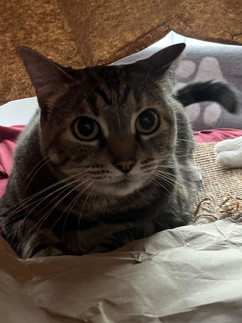 catbox