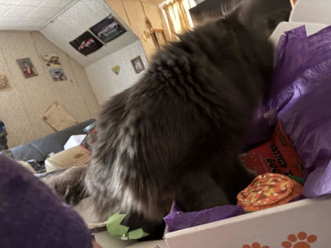 catbox
