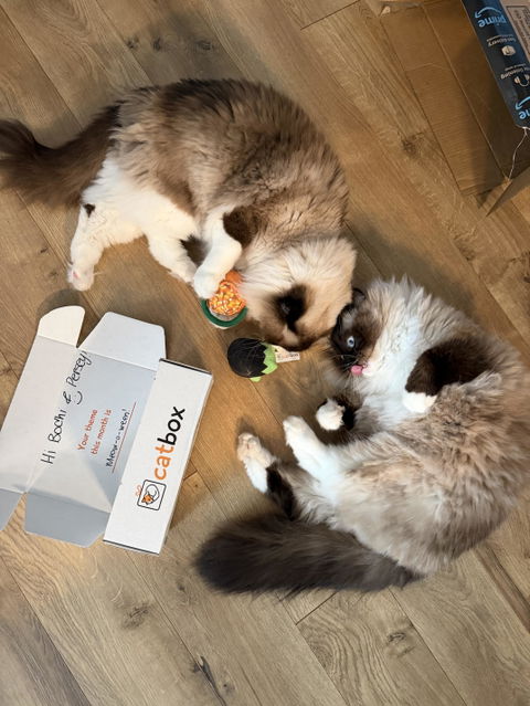 catbox