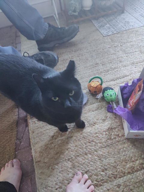 catbox