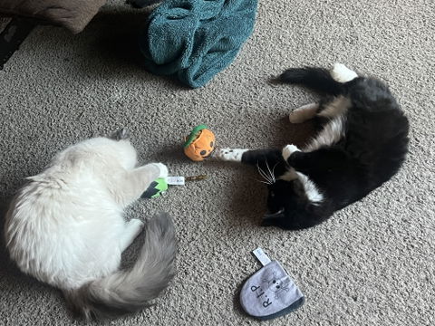 catbox