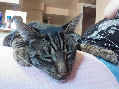 catbox