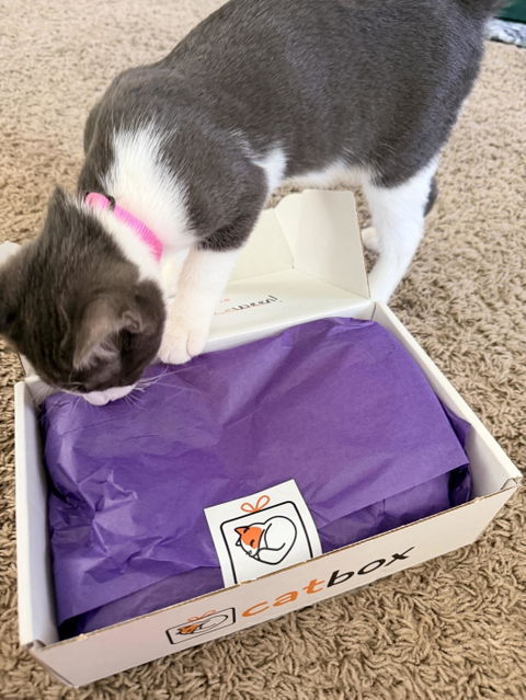 catbox