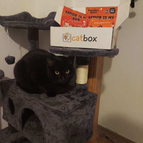 catbox