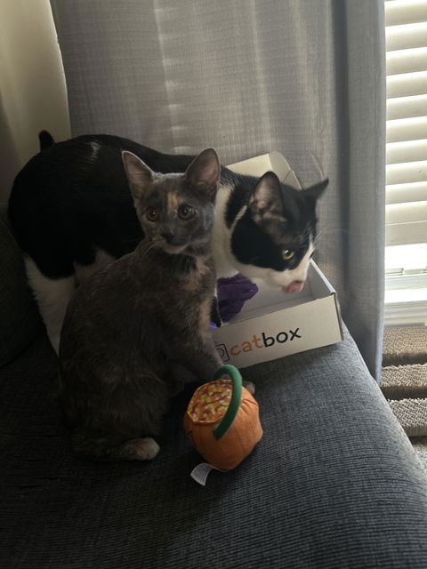 catbox