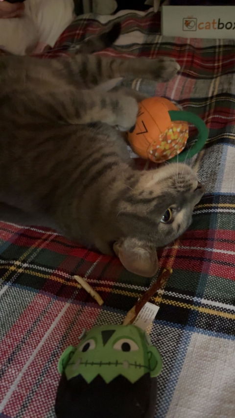 catbox
