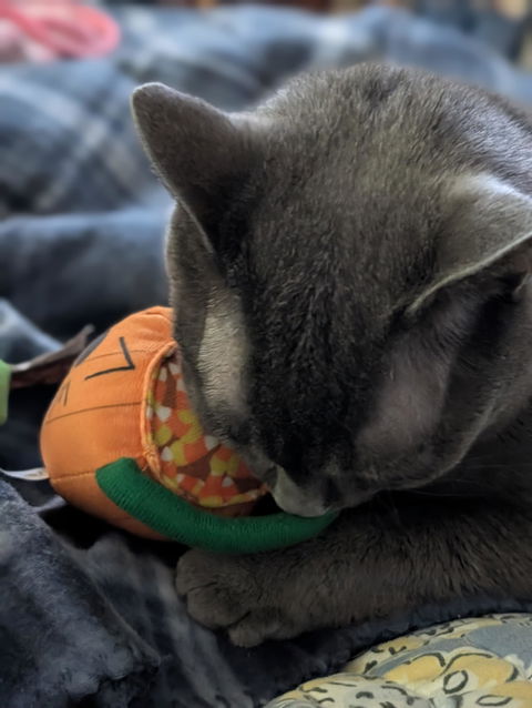 catbox