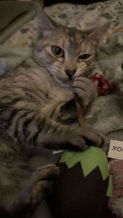 catbox