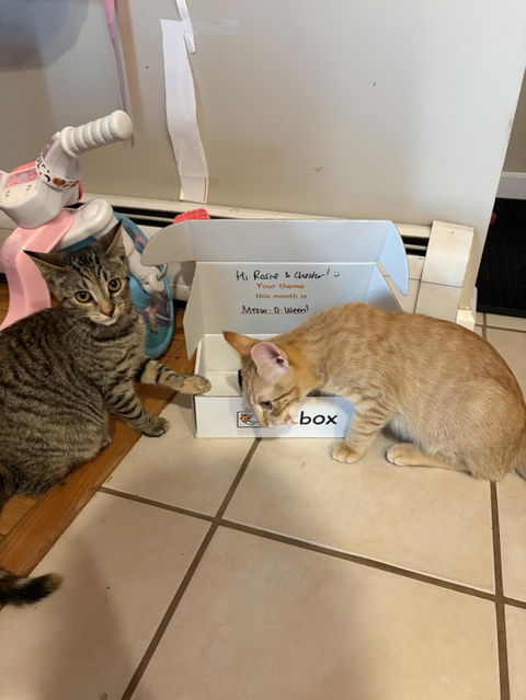 catbox