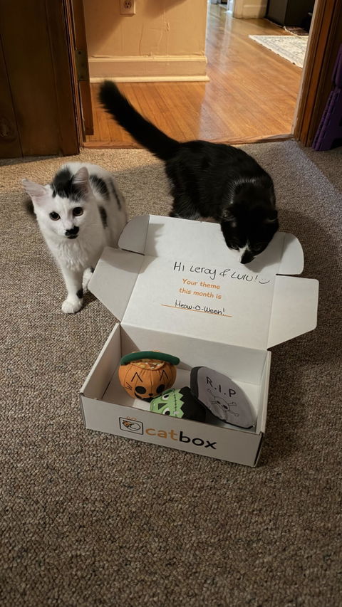 catbox
