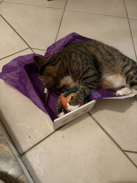catbox