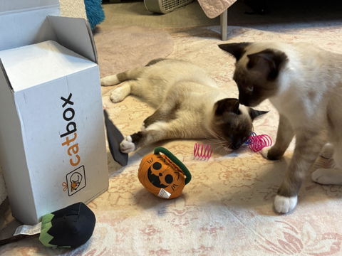 catbox