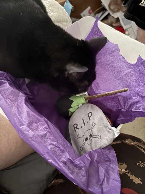 catbox
