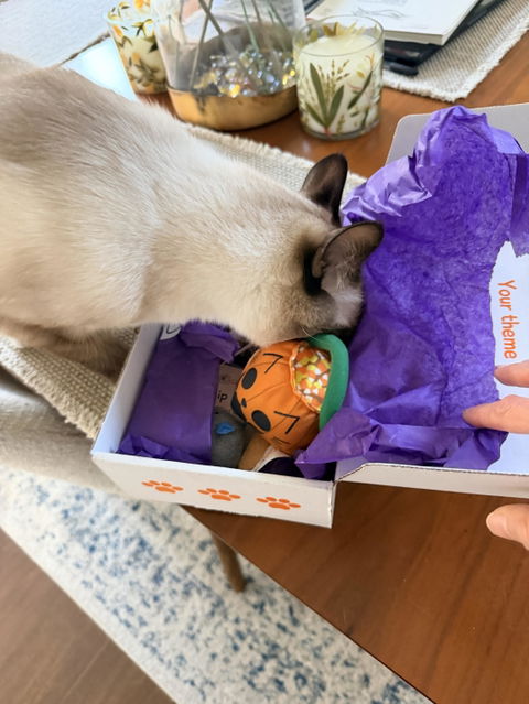 catbox
