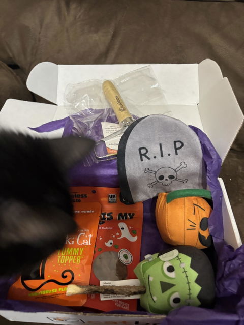 CatBox