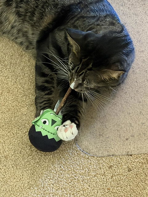 catbox
