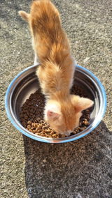 cat review photo