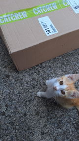 cat review photo