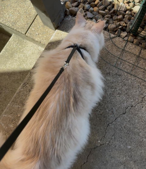 CATFIT Cat Harness with Leash